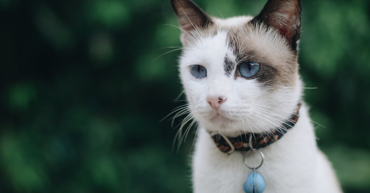découvrez notre sélection de colliers pour chats, alliant style et confort. offrez à votre félin un accessoire élégant et sécurisé, parfait pour toutes les occasions.